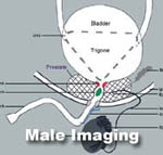 Male Imaging